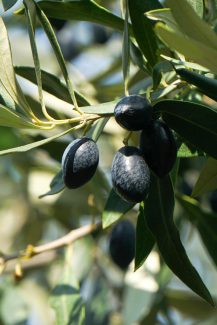 foto de aceitunas negras en su arbol