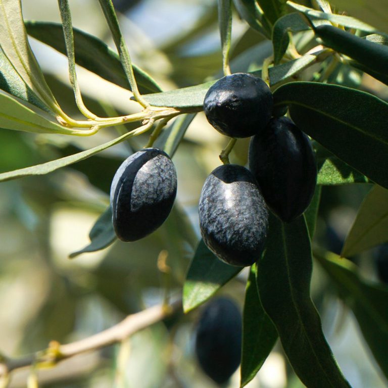 foto de aceitunas negras en su arbol