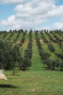campo verde de olivos