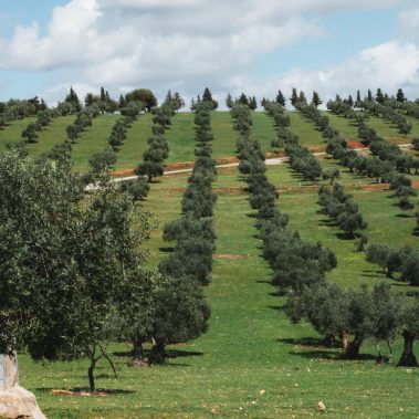 campo verde de olivos