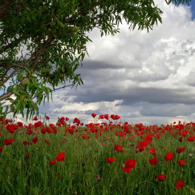 compo con un arbol y flores rojas (amapolas)