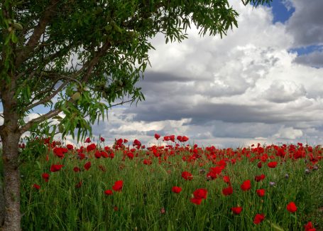 compo con un arbol y flores rojas (amapolas)