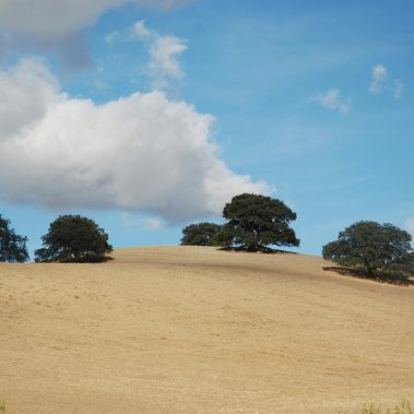 campo de sur de españa , con arbol