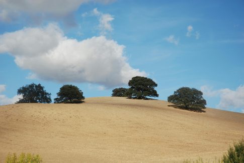 campo de sur de españa , con arbol