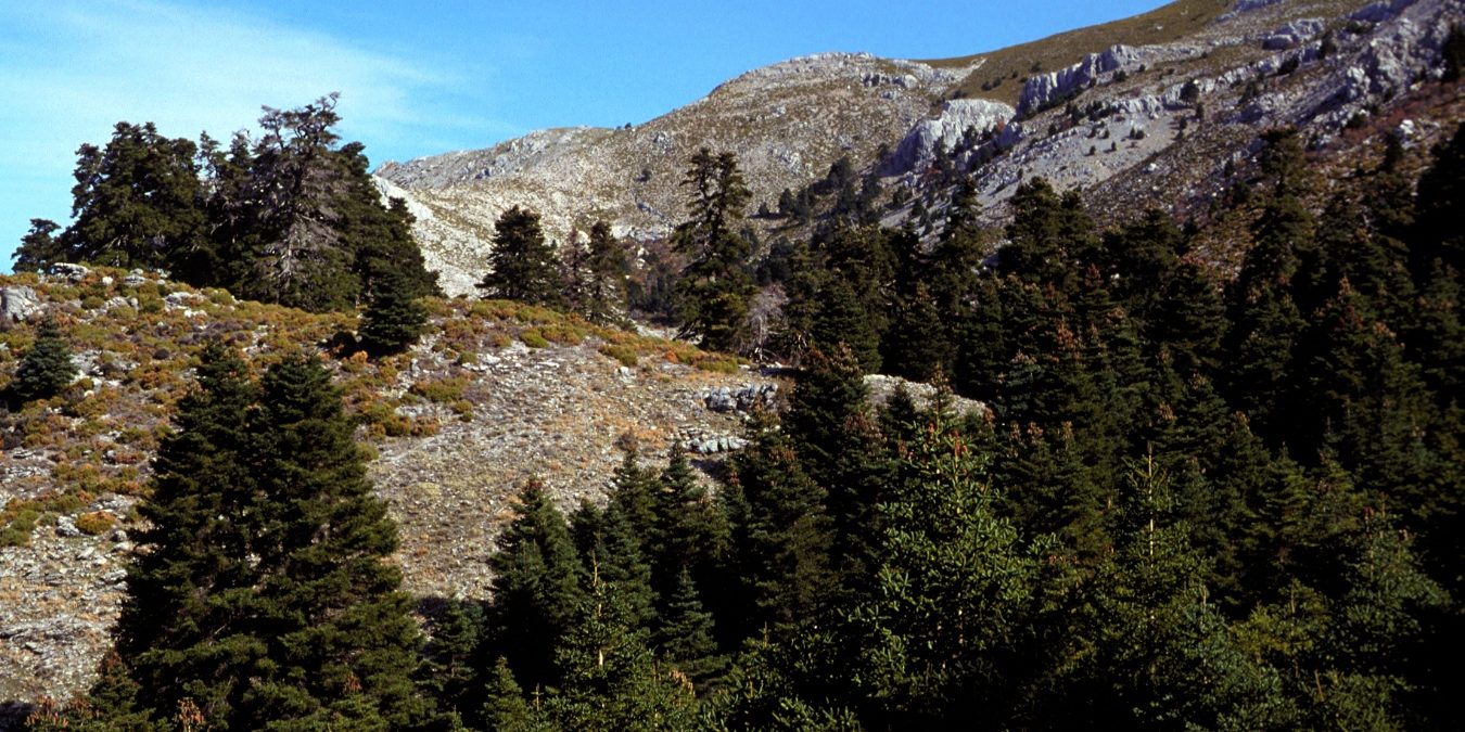 paisaje de andalucia pinos y piedras